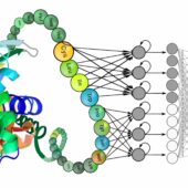 Глубокое обучение использует последовательность аминокислот, чтобы предсказать структуру и функции белков