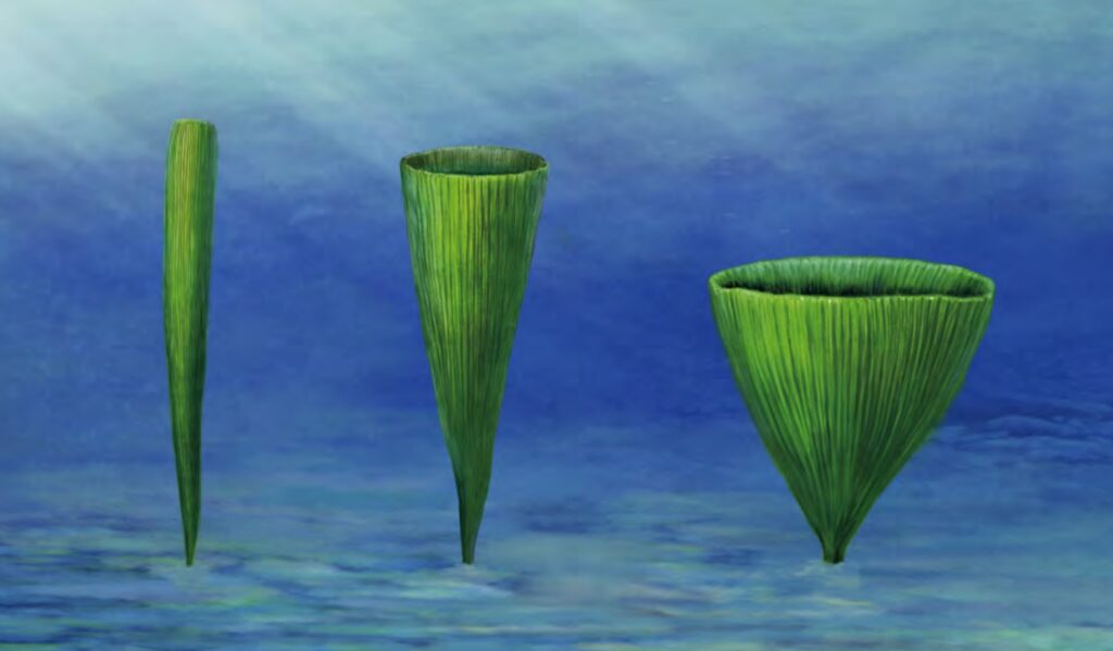 Flabellophyton, водоросль лантианской биоты