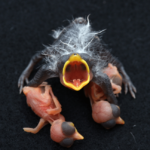 Ученые описали эволюционную гонку гнездовых паразитов и их хозяев