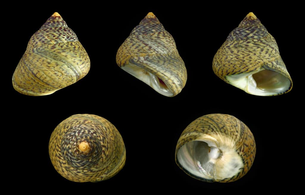 Раковина Phorcus lineatus