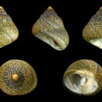 Раковины моллюсков показали, как древние люди адаптировались к изменениям климата