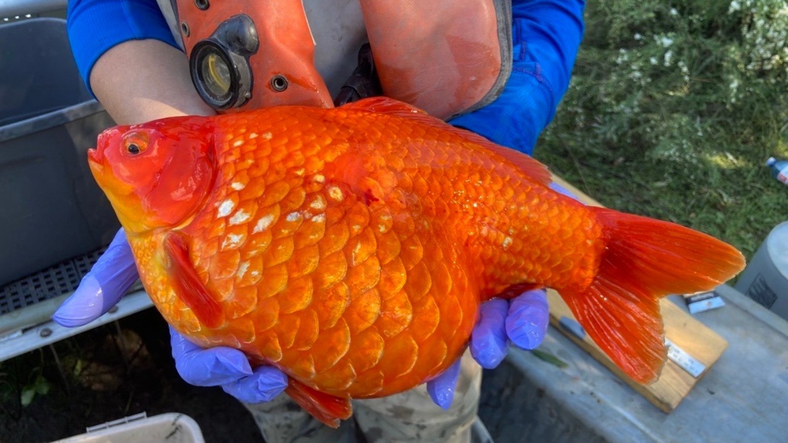 https://naked-science.ru/wp-content/uploads/2022/04/goldfish-it-yright-Fisheries-and-Oceans-Canada-.jpg