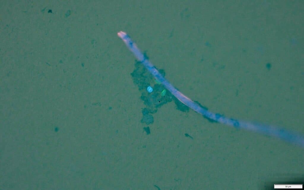 Фрагмент микропластикового волокна и патогены с биопленкой (показано синим цветов). T. gondii — голубая точка, Giardia — зеленая точка / © Карен Шапиро, Калифорнийский университет в Дэвисе