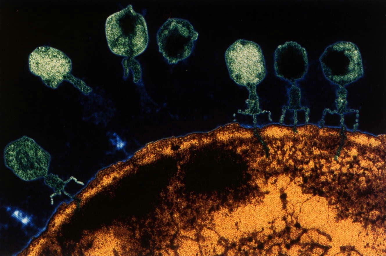 Бактерий.нет: как фаги влияют на организм