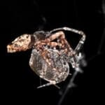Самцы пауков научились катапультироваться, чтобы избежать поедания самками