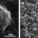 Батарейка из архей: ученые превратили метан напрямую в электричество при помощи микробов