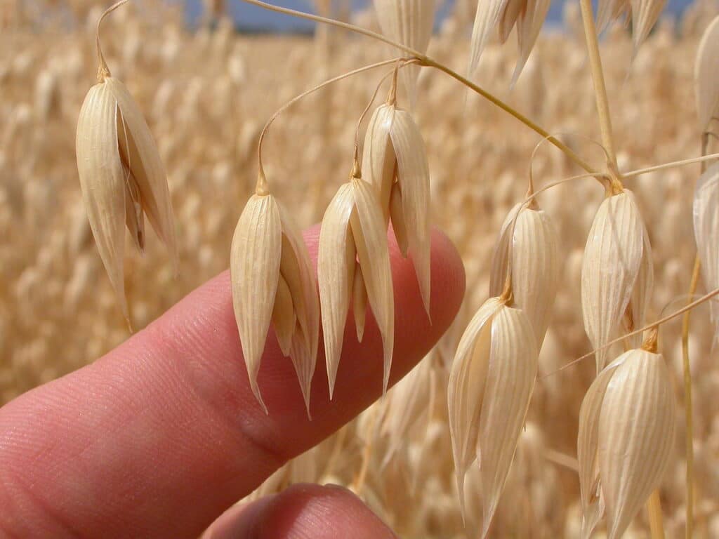 Колоски овса Avena sativa