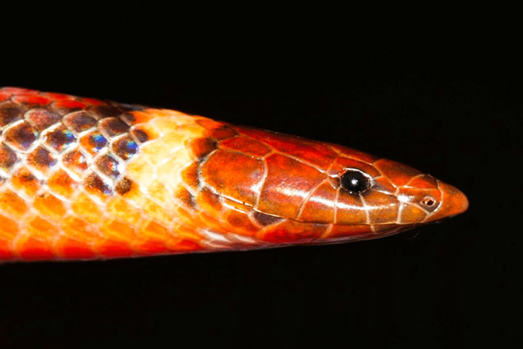 Голова особи нового вида: поскольку змея много времени проводит под землей, у нее характерная коническая форма головы / © 10.3897/zse.98.61064