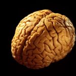 Мозг: потребности и эмоции