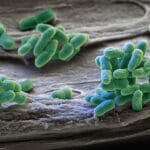 Ученые сделали батарейку из сине-зеленых водорослей