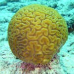Компьютерные модели предсказали исчезновение коралловых рифов к концу XXI века