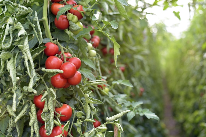 Получены помидоры с повышенным содержанием провитамина D