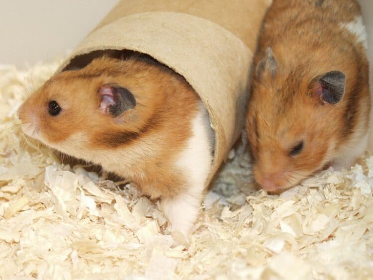 Hamster Tube Movies