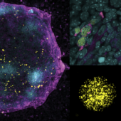 Яичник, ооциты и хромосомы во время мейоза