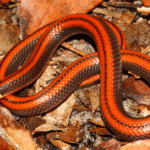 В Парагвае открыли новый вид змей, отличающийся редкостной красотой