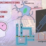 Создан биоподобный сверхпроводниковый нейрон на основе золотых нанопроводов