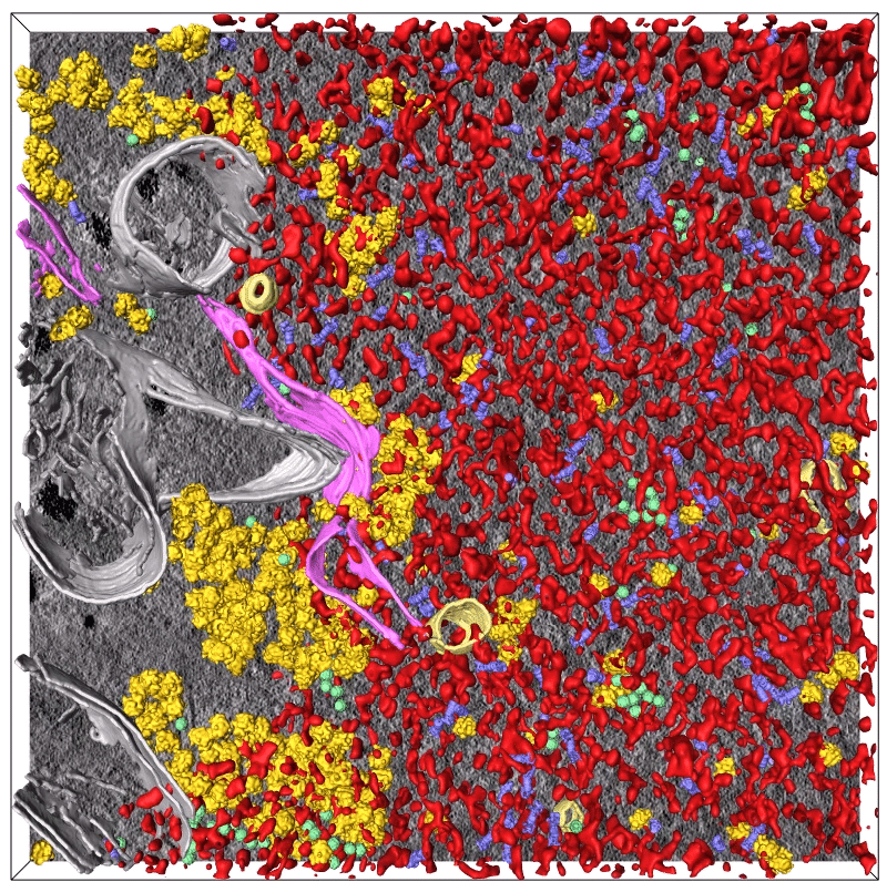 Визуализация данных криоэлектронной микроскопии (синим показаны протеасомы, красным — сгустки TDP-43, желтым — рибосомы) / © Riemenschneider et a.