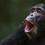 Крики шимпанзе оказались ближе к человеческому языку, чем мы думали