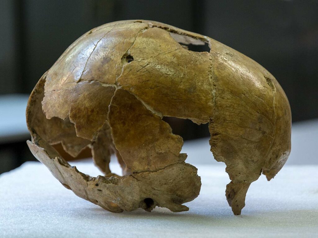 Череп неандертальца Engis 2. Подобный ему пошел на изготовление костяного скребка / ©wikipedia.org