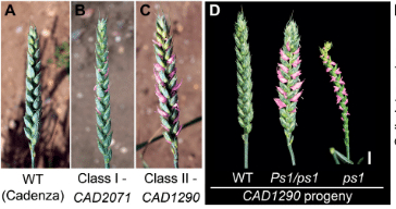 От A до С — WT (пшеница дикого типа) и две мутантные линии (CAD2071 и CAD1290); D — cоцветия ps1 иPs1/ps1 (потомство CAD1290) дают множественные вторичные колоски (отмечены розовым цветом) по сравнению с диким типом / © Laura E. Dixon et al., 2022