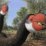 Белковый анализ показал, что древние австралийцы ели яйца гигантских птиц
