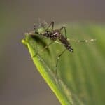 Биологи нашли вещества, по которым комары распознают человеческий запах
