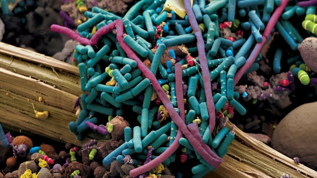 В Сколтехе выявили роль случая в возникновении бактерий, устойчивых к антибиотикам / ©Getty images