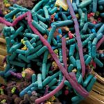 В Сколтехе выявили роль случая в возникновении бактерий, устойчивых к антибиотикам