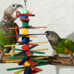 Ученые выяснили, что попугаи используют свои клювы как полноценную «третью конечность»
