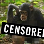 Шимпанзе в неволе страдают от ночной эрекции и занимаются мастурбацией с неожиданным концом