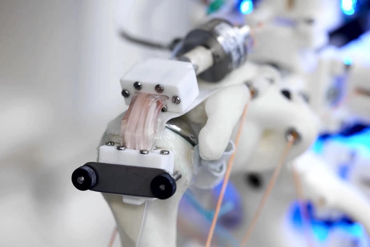 Человеческие клетки впервые вырастили на скелете антропоморфного робота
