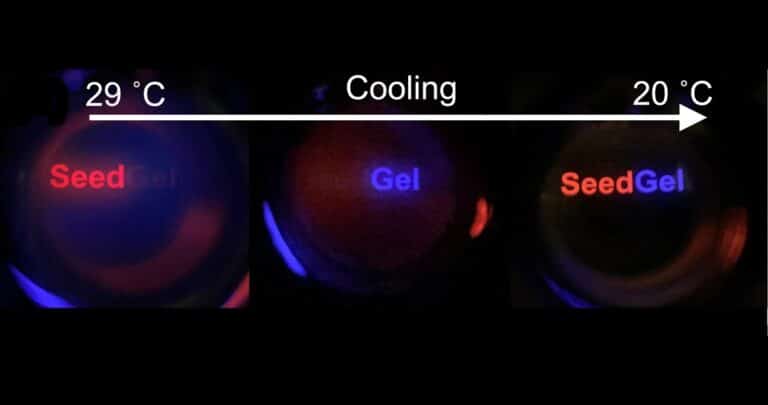 Сдвиг полосы пропускания видимого света материалом SeedGel при изменении температуры. При 29 градусах гель пропускает только красный свет, а при 27 - синий. Остальные длины волн при этом сильно рассеиваются, что заметно в виде размытого свечения на месте надписей и вокруг них. При 20оС гель обратимо распадается в прозрачную жидкость.