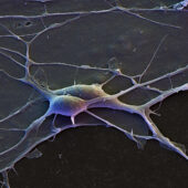 Нейроны коры больший полушарий
