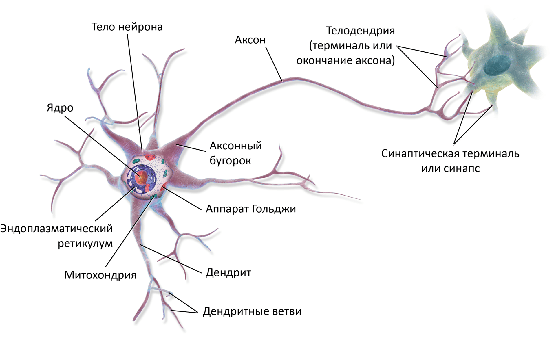 Нервная система Нейрон