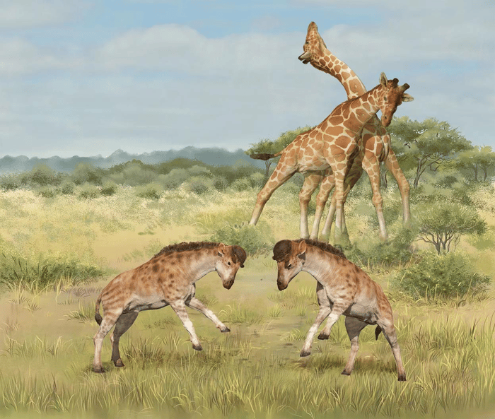 В Китае нашли древнего жирафа с «каской» на голове