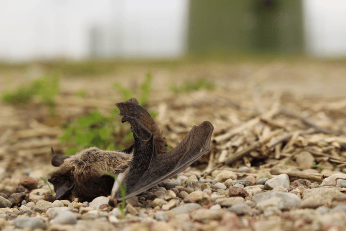 Гибель летучих мышей от ветряков наносит вред сельскому хозяйству