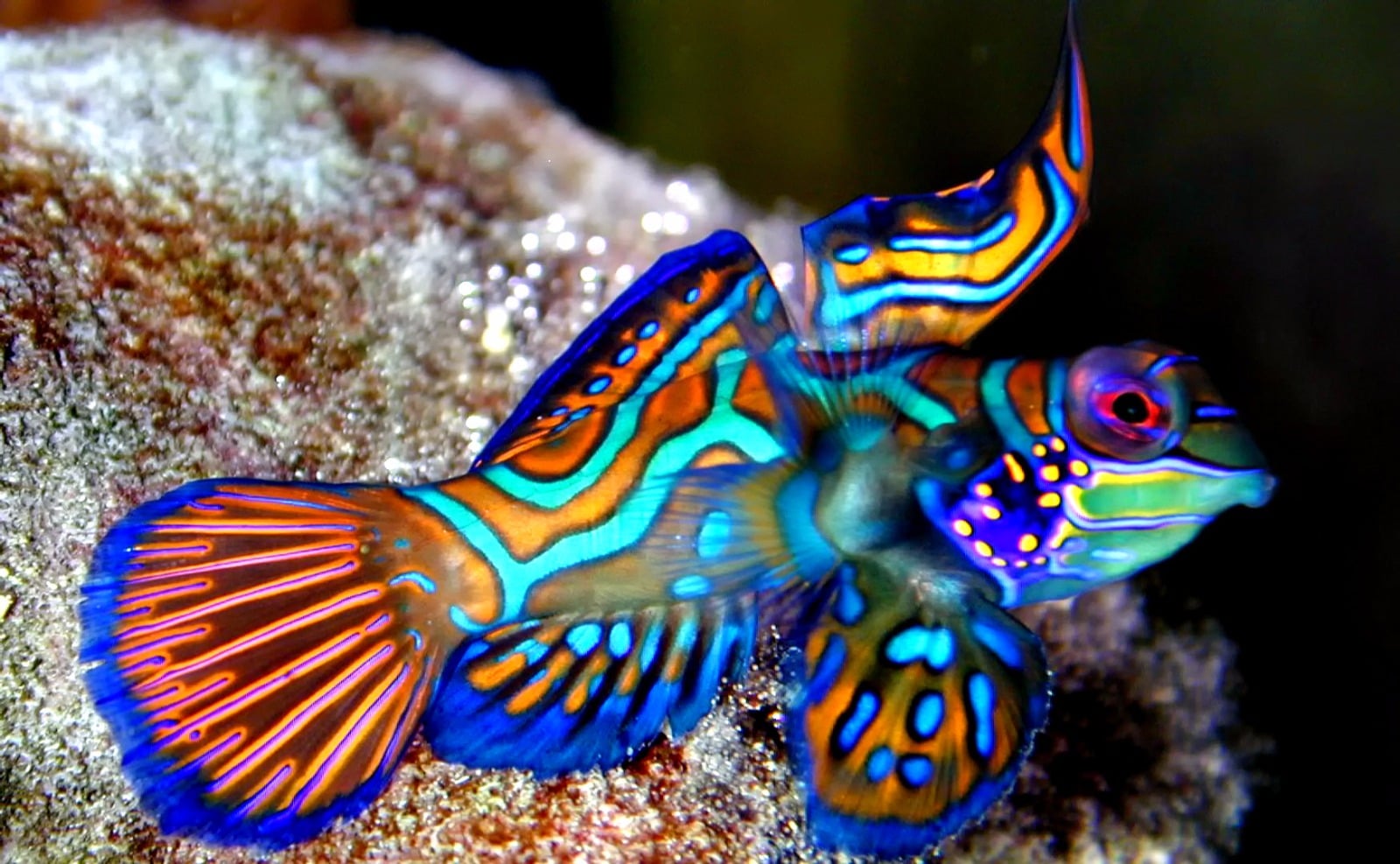 «Красивые» рифовые рыбки менее всего нуждаются в охране