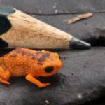 Крошечные бразильские жабы не умеют приземляться из-за размеров внутреннего уха