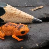 Brachycephalus ferruginus, миниатюрная жаба из Бразилии
