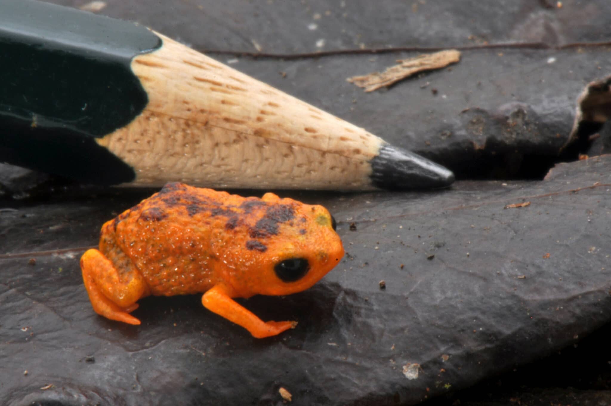 Brachycephalus ferruginus, миниатюрная жаба из Бразилии