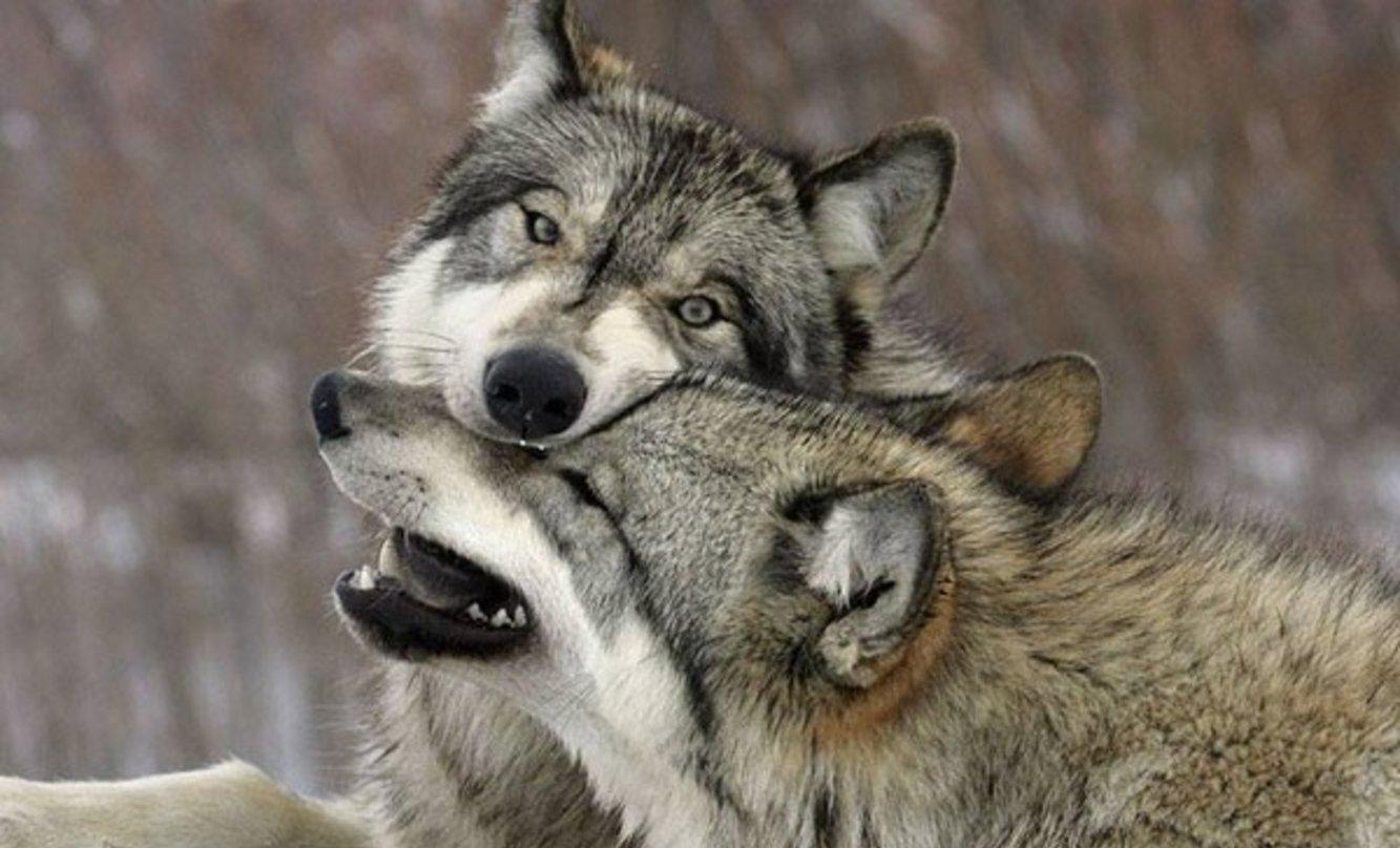 Собаки произошли от двух разных популяций волков