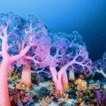 Глобальное потепление и коралловые рифы: ренессанс вместо гибели