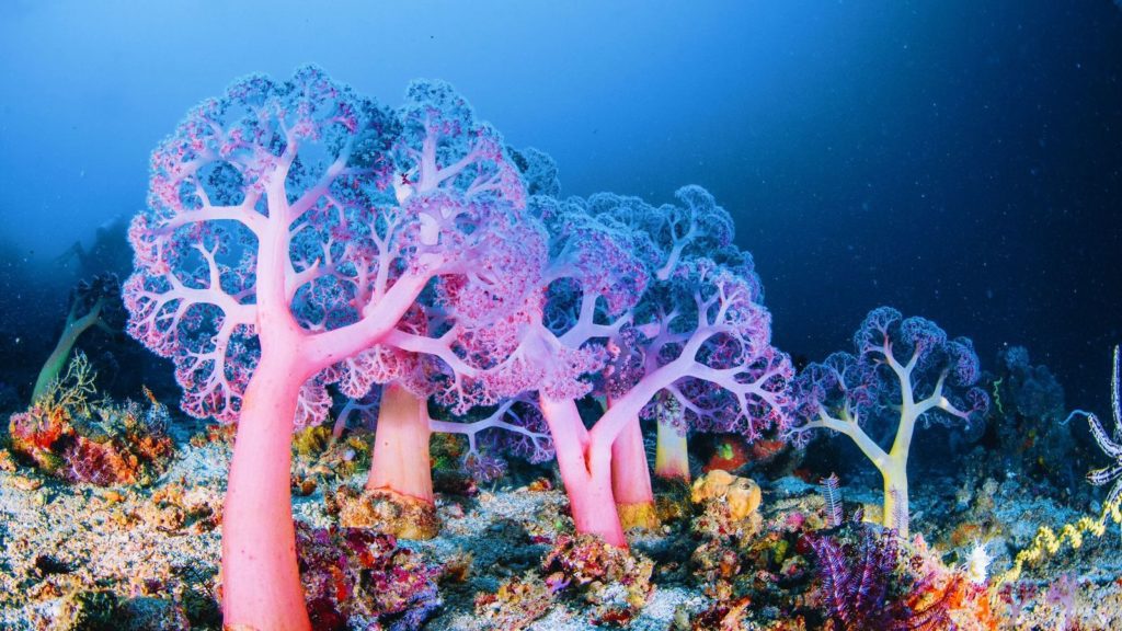 https://naked-science.ru/wp-content/uploads/2022/06/coral-reef-1024x576-1.jpeg