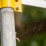 Ученые подсчитали количество микропластика в паучьих сетях