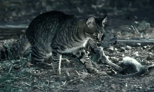 Одичавшие домашние кошки приближают вымирание редчайшего сумчатого зверька