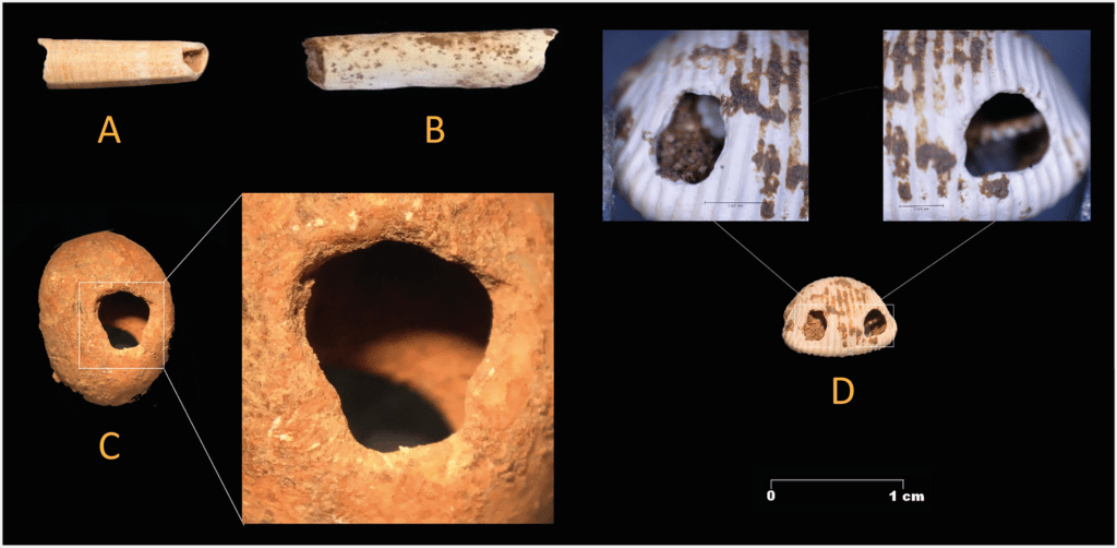 Личные украшения из просверленных раковин, найденные в Куэва-де-Ардалес: учитывая, что пещера находится в 40 километрах от морского побережья, найти в ней раковины морских моллюсков (А, B и D) было неожиданно /  ©10.1371/journal.pone.0266788