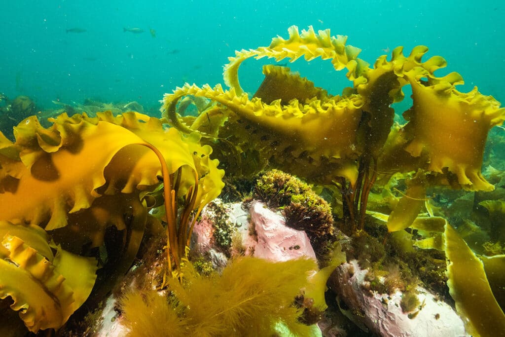 Бурая водоросль ламинария (Laminaria sp.)