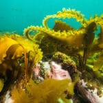 Морская капуста противостоит закислению океана