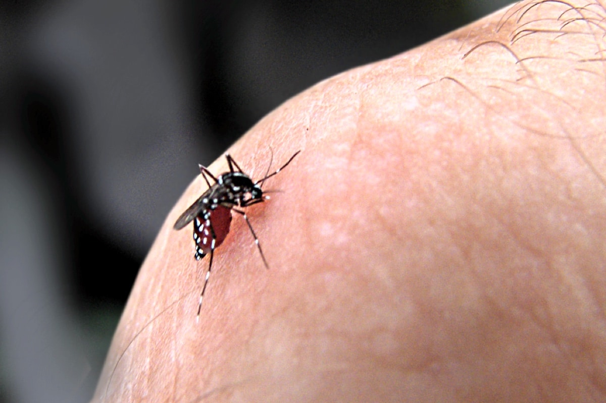 Биологи научились превращать комаров в «вечных подростков»