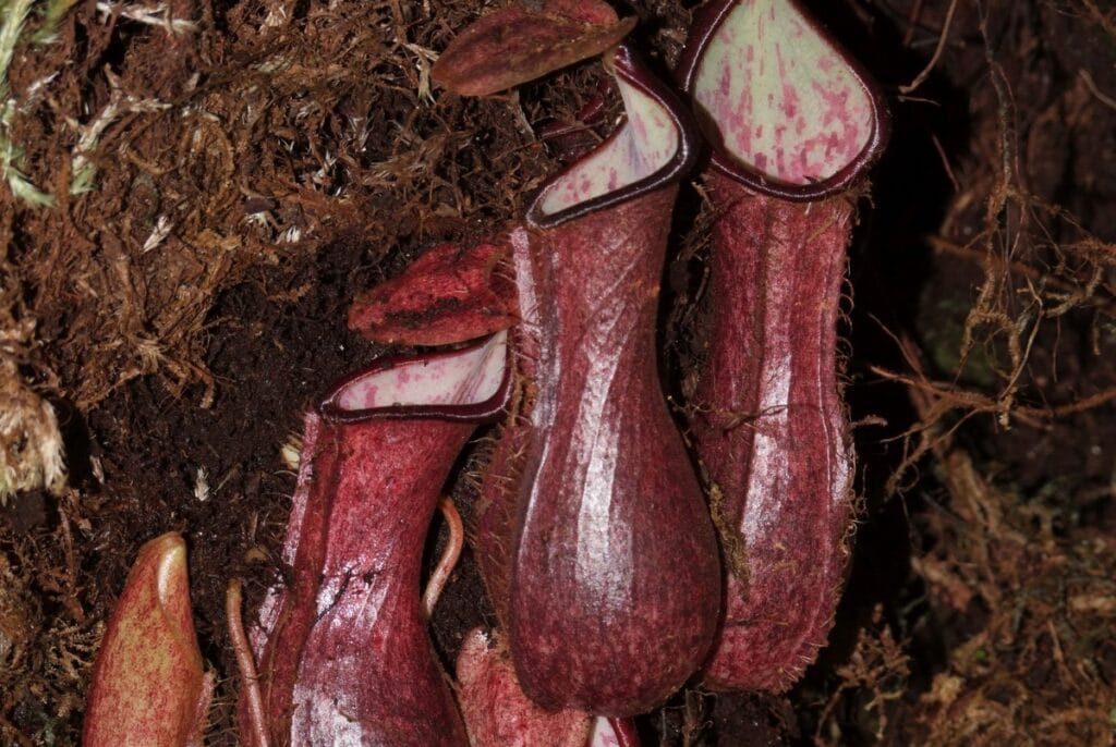 Подземные ловушки Nepenthes pudica